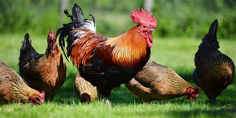 how to prepare gamefowl|The Do's and Dont's of Gamefowl Nutrition & Feeding .